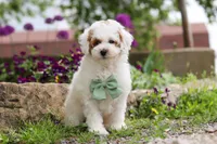 Charles, a male Poodle - Miniature  for sale in Sugarcreek, OH – 1 of 10