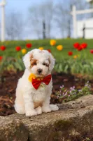 Charles, a male Poodle - Miniature  for sale in Sugarcreek, OH – Photo 5 of 10