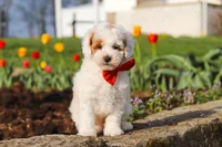 Charles, a male Poodle - Miniature  for sale in Sugarcreek, OH – Photo 7 of 10