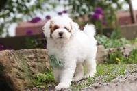 Charles, a male Poodle - Miniature  for sale in Sugarcreek, OH – 2 of 10