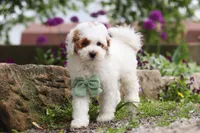 Charles, a male Poodle - Miniature  for sale in Sugarcreek, OH – 9 of 10