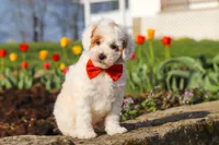 Charles, a male Poodle - Miniature  for sale in Sugarcreek, OH – Photo 8 of 10