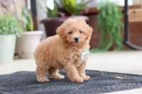 Kevin, a male Maltipoo for sale in Sugarcreek, OH – 7 of 9
