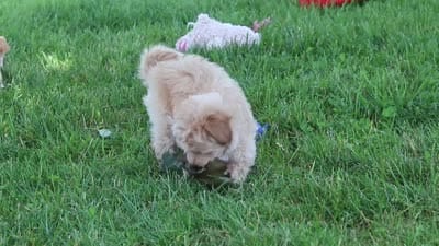 Posie , a female Maltipoo for sale in Sugarcreek, OH – 9 of 9