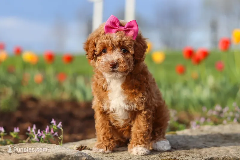 Colleen – Poodle - Miniature  puppy for sale in Sugarcreek, OH