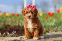Colleen, a female Poodle - Miniature  for sale in Sugarcreek, OH – Photo 1 of 6