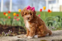 Colleen, a female Poodle - Miniature  for sale in Sugarcreek, OH – Photo 4 of 6