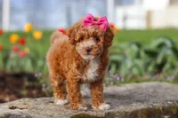 Colleen, a female Poodle - Miniature  for sale in Sugarcreek, OH – Photo 6 of 6