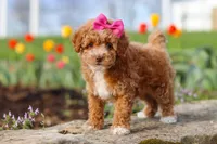Colleen, a female Poodle - Miniature  for sale in Sugarcreek, OH – Photo 5 of 6