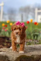 Colleen, a female Poodle - Miniature  for sale in Sugarcreek, OH – Photo 2 of 6
