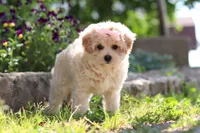 Penny, a female Maltipoo for sale in Sugarcreek, OH – 6 of 10