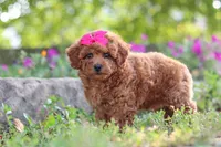 Jill, a female Poodle - Miniature  for sale in Sugarcreek, OH – 4 of 6