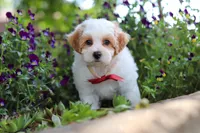 Joey, a male Maltipoo for sale in Sugarcreek, OH – 3 of 8