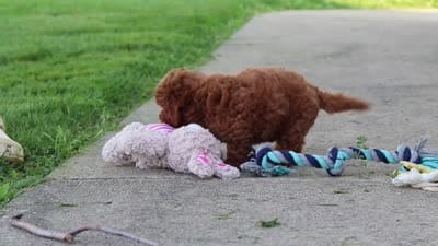 Jill, a female Poodle - Miniature  for sale in Sugarcreek, OH – 6 of 6