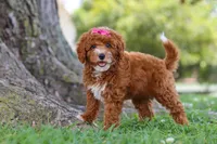 Brenda, a female Poodle - Miniature  for sale in Sugarcreek, OH – 4 of 6