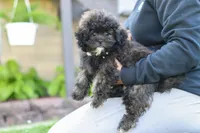 Troy, a male Shihpoo for sale in Sugarcreek, OH – 3 of 6