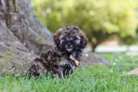 Chip, a male Maltipoo for sale in Sugarcreek, OH – 4 of 7