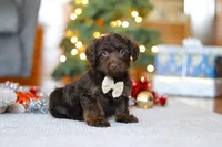 Alton, a male Yorkipoo for sale in Sugarcreek, OH – Photo 5 of 5