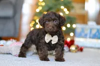 Alton, a male Yorkipoo for sale in Sugarcreek, OH – Photo 1 of 5