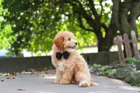 Brunco, a male Poodle - Miniature  for sale in Sugarcreek, OH – 4 of 8
