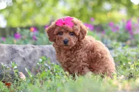 Jill, a female Poodle - Miniature  for sale in Sugarcreek, OH – 5 of 6