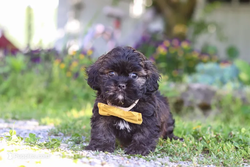 Tristan – Shihpoo puppy for sale in Sugarcreek, OH