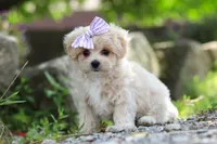 Poppie, a female Maltipoo for sale in Sugarcreek, OH – 5 of 9