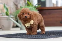 Keith, a male Maltipoo for sale in Sugarcreek, OH – 7 of 9