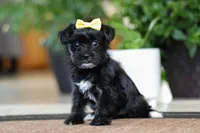 Triva, a female Morkie for sale in Sugarcreek, OH – Photo 6 of 6