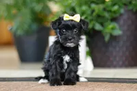 Triva, a female Morkie for sale in Sugarcreek, OH – Photo 5 of 6