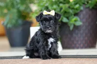 Triva, a female Morkie for sale in Sugarcreek, OH – Photo 4 of 6