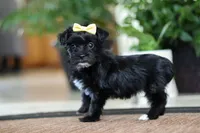 Triva, a female Morkie for sale in Sugarcreek, OH – Photo 2 of 6