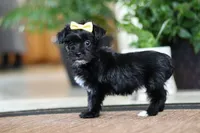 Triva, a female Morkie for sale in Sugarcreek, OH – Photo 3 of 6