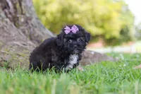 Pretzel, a female Maltipoo for sale in Sugarcreek, OH – 2 of 8