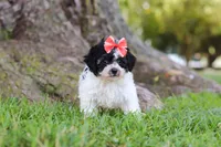 Smore, a female Maltipoo for sale in Sugarcreek, OH – 4 of 8