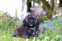 Trocksus, a male Shihpoo for sale in Sugarcreek, OH – 4 of 6