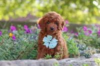 Jude, a male Poodle - Miniature  for sale in Sugarcreek, OH – 4 of 9