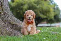 Brunco, a male Poodle - Miniature  for sale in Sugarcreek, OH – 5 of 8