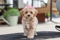 Kelly, a female Maltipoo for sale in Sugarcreek, OH – 2 of 7