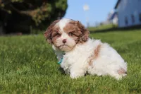 Thomas, a male Shihpoo for sale in Sugarcreek, OH – 2 of 6