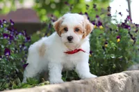 Joey, a male Maltipoo for sale in Sugarcreek, OH – 7 of 8