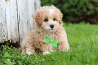 Joel, a male Maltipoo for sale in Sugarcreek, OH – 9 of 10
