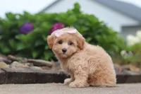 Nellie, a female Maltipoo for sale in Sugarcreek, OH – 3 of 8