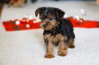 Jullie, a female Yorkipoo for sale in Sugarcreek, OH – Photo 3 of 5