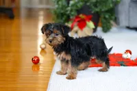 Jullie, a female Yorkipoo for sale in Sugarcreek, OH – Photo 2 of 5