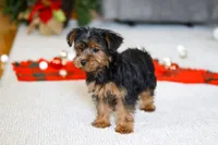 Jullie, a female Yorkipoo for sale in Sugarcreek, OH – Photo 4 of 5