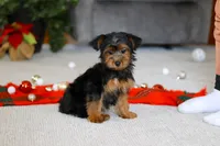 Jullie, a female Yorkipoo for sale in Sugarcreek, OH – Photo 1 of 5