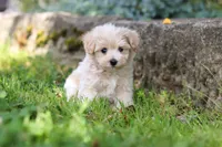 Piper, a male Maltipoo for sale in Sugarcreek, OH – 6 of 9