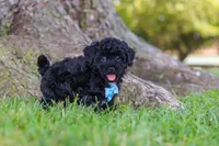 Cookie, a male Maltipoo for sale in Sugarcreek, OH – 2 of 6