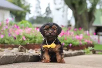 Peter, a male Yorkipoo for sale in Sugarcreek, OH – 5 of 7